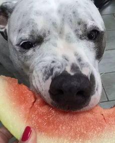 娱乐吃瓜汪星人